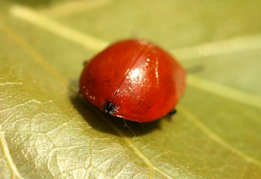 Larva di coccinella: Adalia bipunctata? No, di crisomelide, Chrysomela sp.